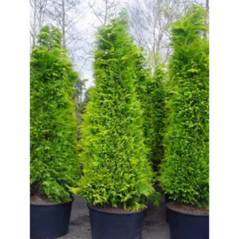 Chamaecyparis lawsoniana 'Stardust'