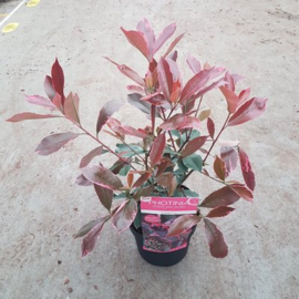 Photinia fraseri 'Louise'