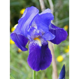 Iris Perry's Blue