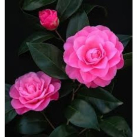 Camellia japonica 'Mrs Tingley''