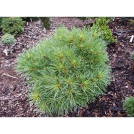 Pinus strobus 'Minima'