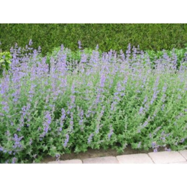 Nepeta faassenii