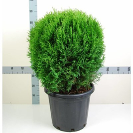 Thuja occidentalis 'Little Giant'