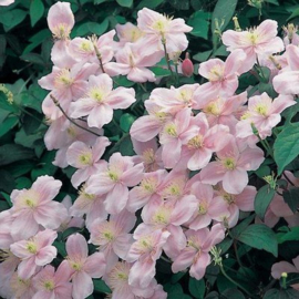 Clematis Montana 'Mayleen' Bosrank