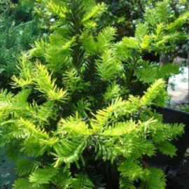 Taxus baccata 'Summergold'