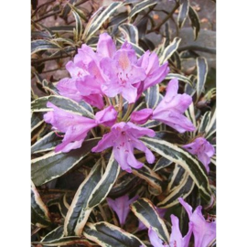 Rhododendron ponticum 'Variegatum'