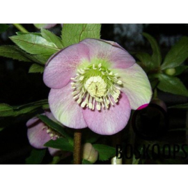 Helleborus Orientalis