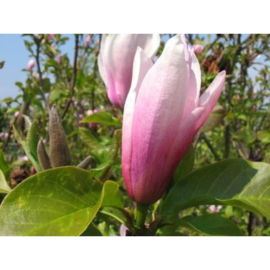 Magnolia 'Heaven Scent' (Beverboom)