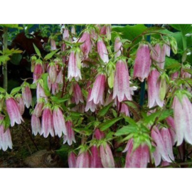 Campanula 'Elizabeth'