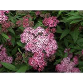 Spirea japonica 'Country Red'