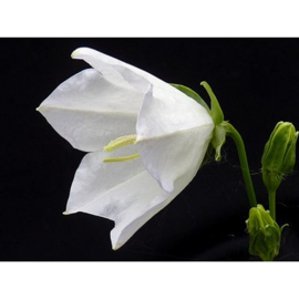 Campanula per. 'Alba' wit