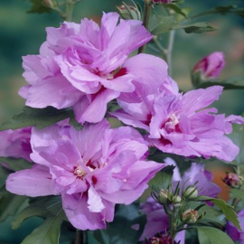 Hibiscus syriacus 'Ardens' '