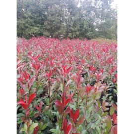 Photinia Red Robin 'Glansmispel'