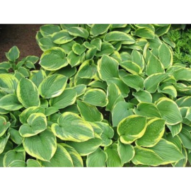 Hosta 'Aureomarginata'