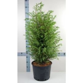 Juniperus communis 'Suecica'