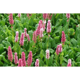 Persicaria aff. 'Kabouter'