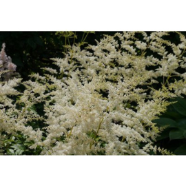 Astilbe (J) 'Deutschland'