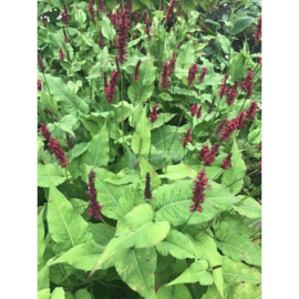 Persicaria amp. 'Blackfield'