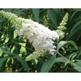 Buddleja davidii 'White Bouquet'