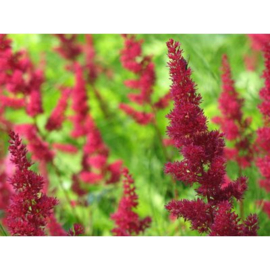 Astilbe (A) Montgomery
