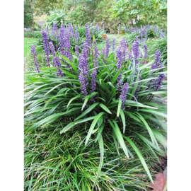 Liriope Muscari