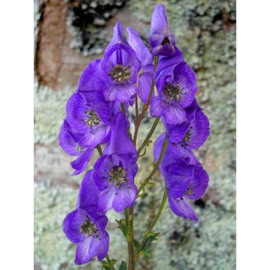 Aconitum Arendsii