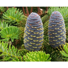 Abies Koreana