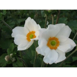 Anemone hyb. 'Honorine Jobert' wit