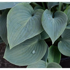 Hosta 'Big Daddy'