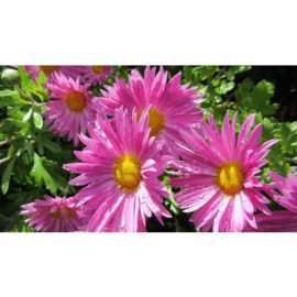 Aster ‘Anneke’