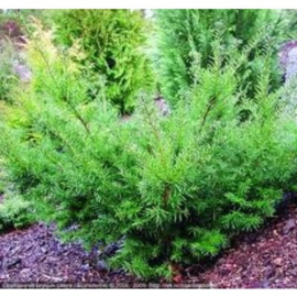 Taxus media 'Farmen'