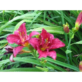 Hemerocallis Summer Wine