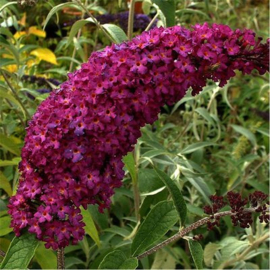 Buddleja davidii 'Royal Red'