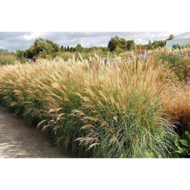 Miscanthus sin. 'Yakushima Dwarf'