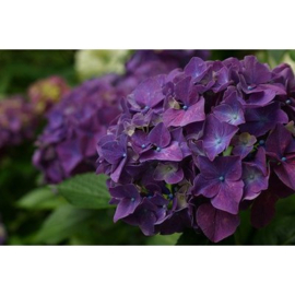 Hydrangea Macrophylla `Purple`