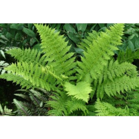 Athyrium Filix-Femina