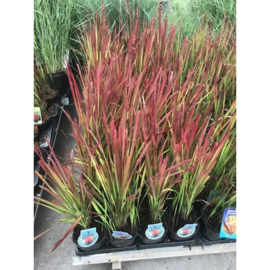 Imperata cyl. 'Red Baron'