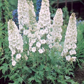 Delphinium (P) 'Galahad' wit