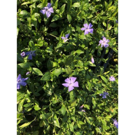 Vinca minor (Kleine Maagdenpalm)