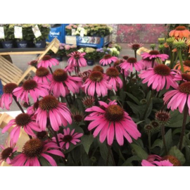 Echinacea purp 'Ruby Giant'