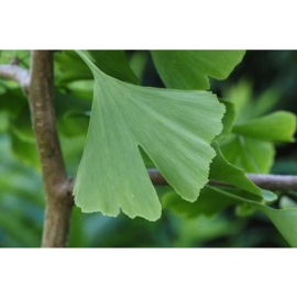 Ginkgo bil. Tit