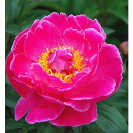 Paeonia ‘Nippon Beauty’