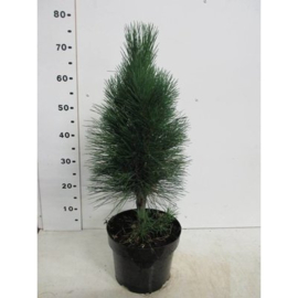 Pinus nigra 'Green Tower'