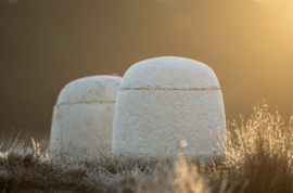 Mycelium urn