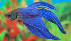 Betta Splendens informatie