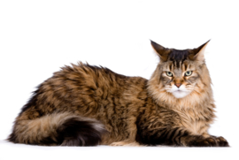 Maine Coon informatie