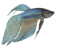 Betta Splendens informatie