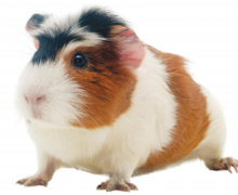 Cavia informatie