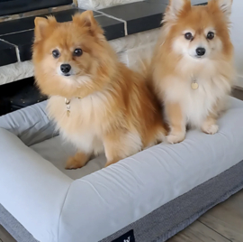 Small Buddy Bed