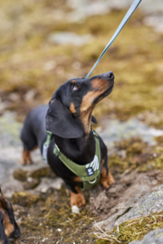 Hurtta harness seeker forest 55-70 cm